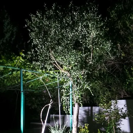 The Olive Tree * ポドゴリツァ